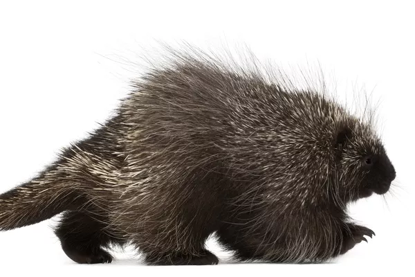 North American porcupine